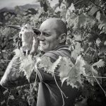 Vétroz, le 31 aout 2018, Thierry constantin, vigneron éleveur, sonde les grappes avant la vendange © sedrik nemeth